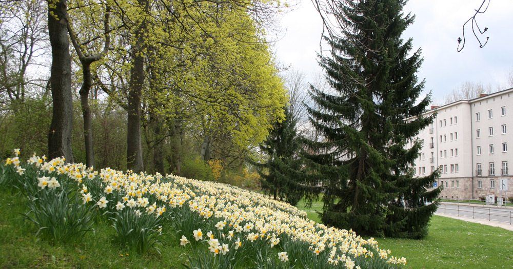 Stadtteilmanagement Innenstadt | Blumenwiese im Reitbahnviertel