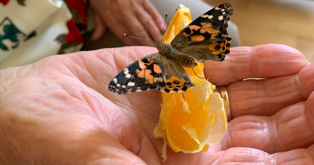 Tagespflege Stollberger Straße | Schjmetterling